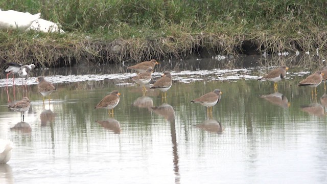 Gray-headed Lapwing - ML647015101