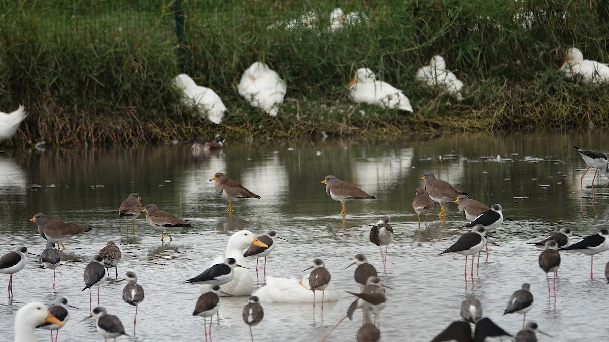 Gray-headed Lapwing - ML647015103