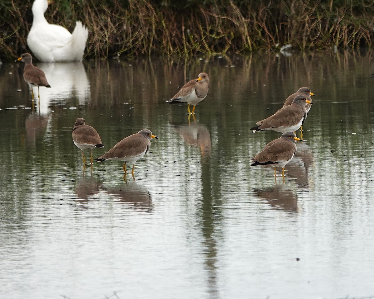 Gray-headed Lapwing - ML647015106