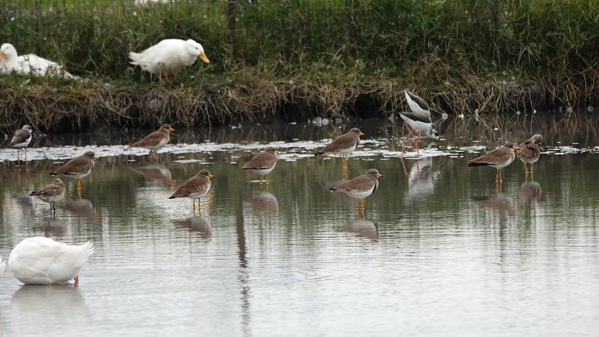 Gray-headed Lapwing - ML647015107
