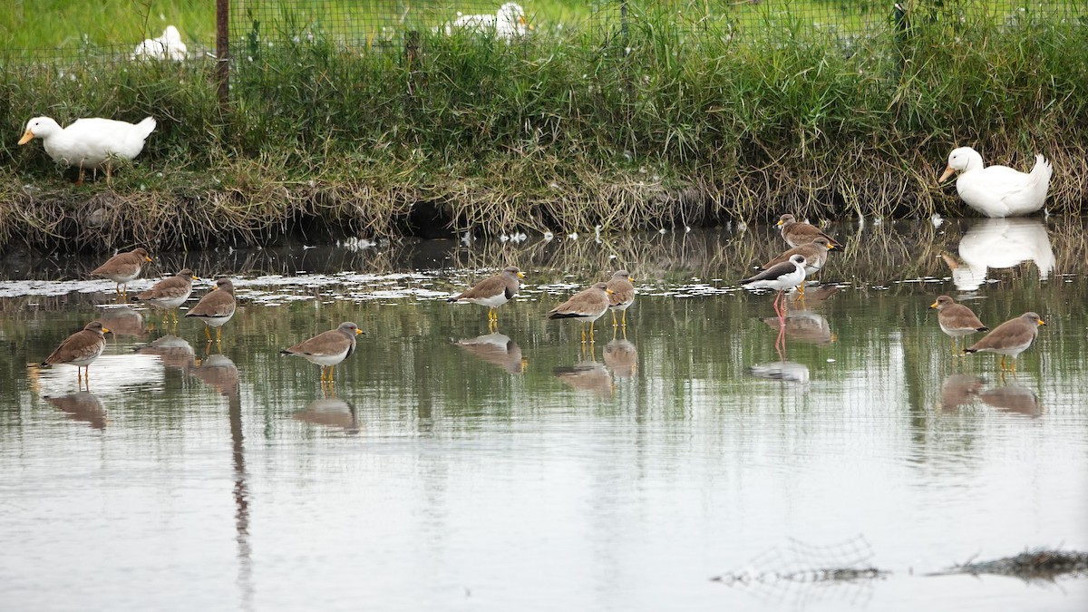 Gray-headed Lapwing - ML647015108