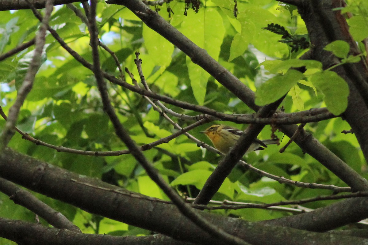Blackburnian Warbler - ML647015113