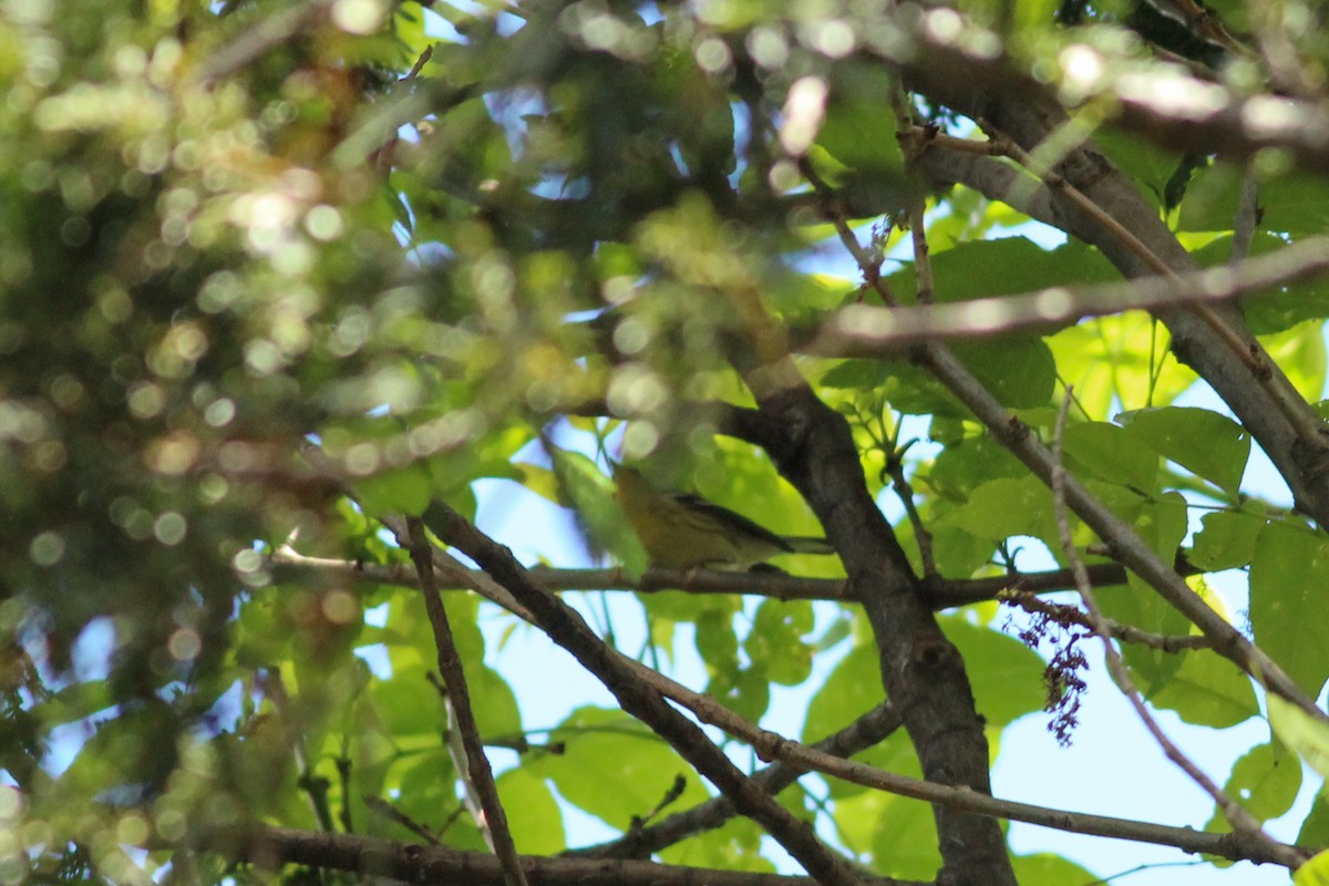 Blackburnian Warbler - ML647015116