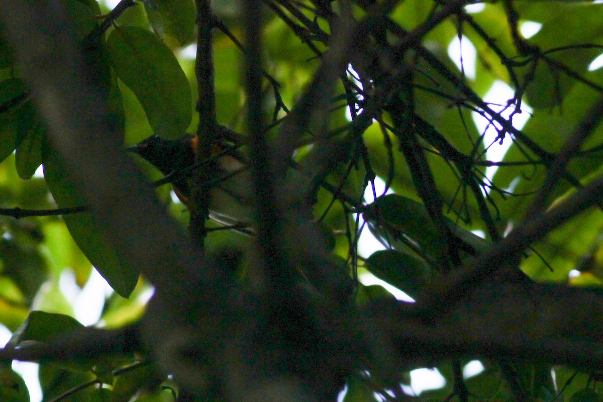סבכון חכלילי - ML647015119