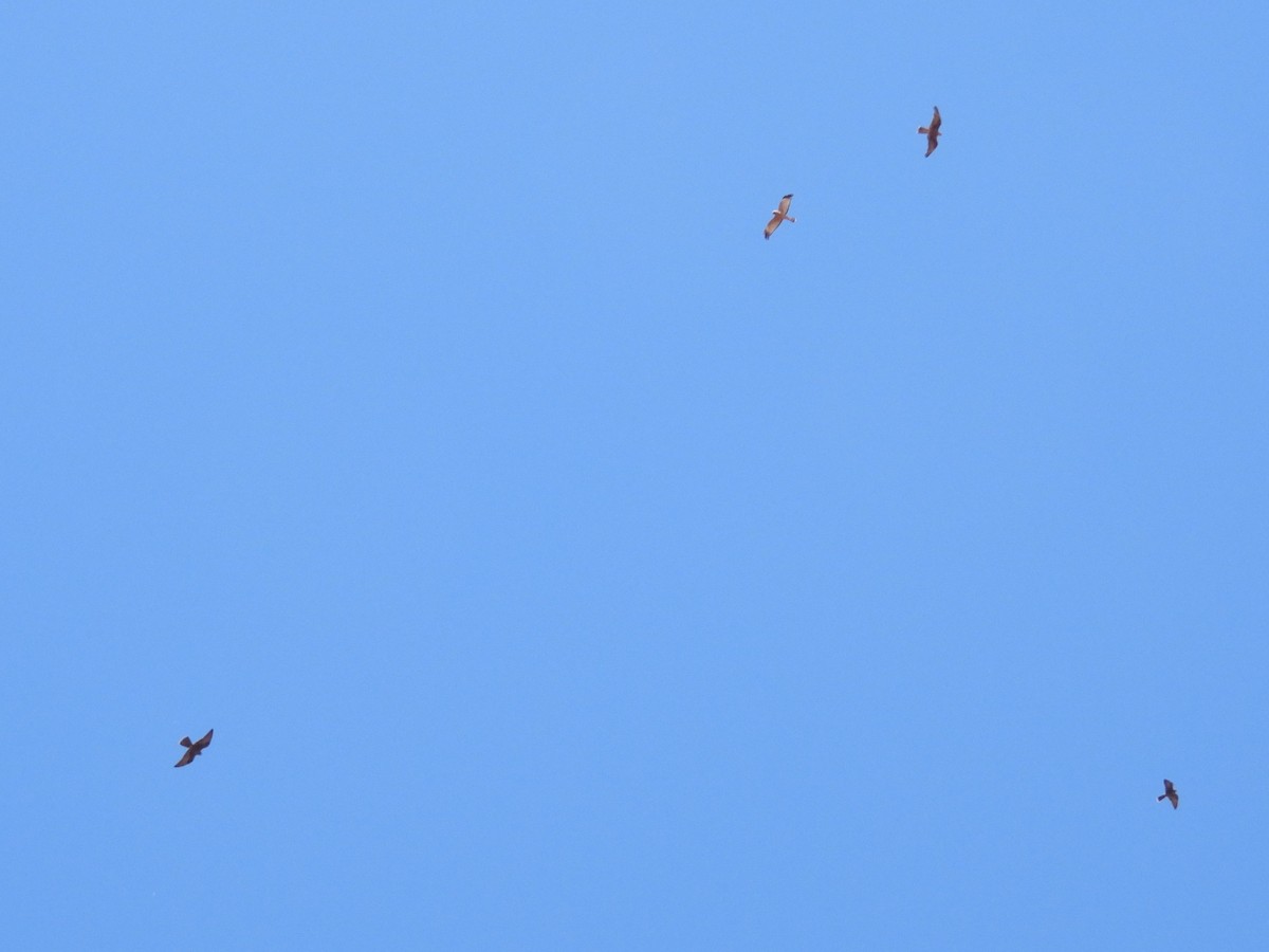 Black Falcon - ML647015121