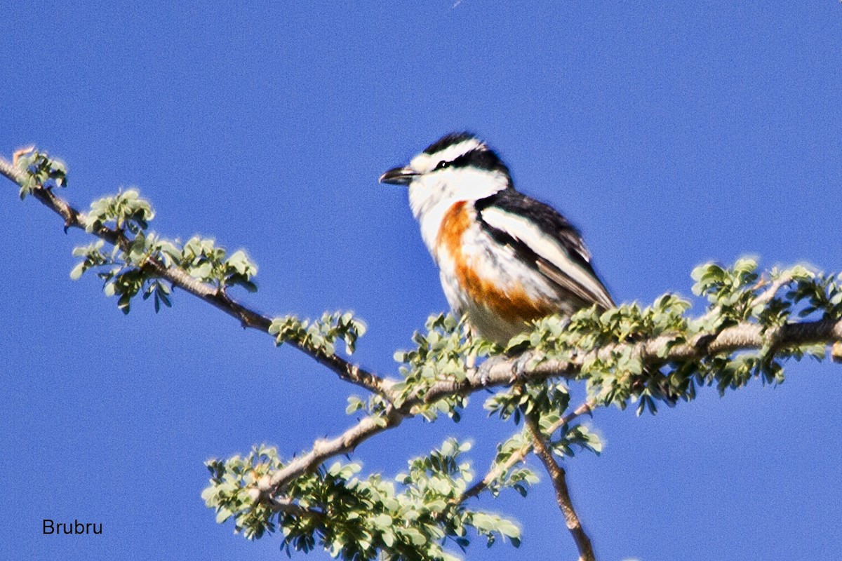 Brubru - ML647015126
