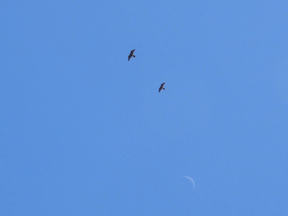 Black Falcon - ML647015128