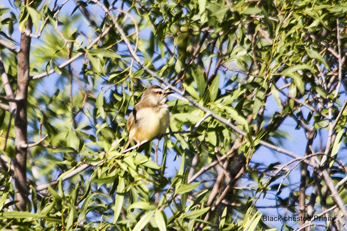 Black-chested Prinia - ML647015131