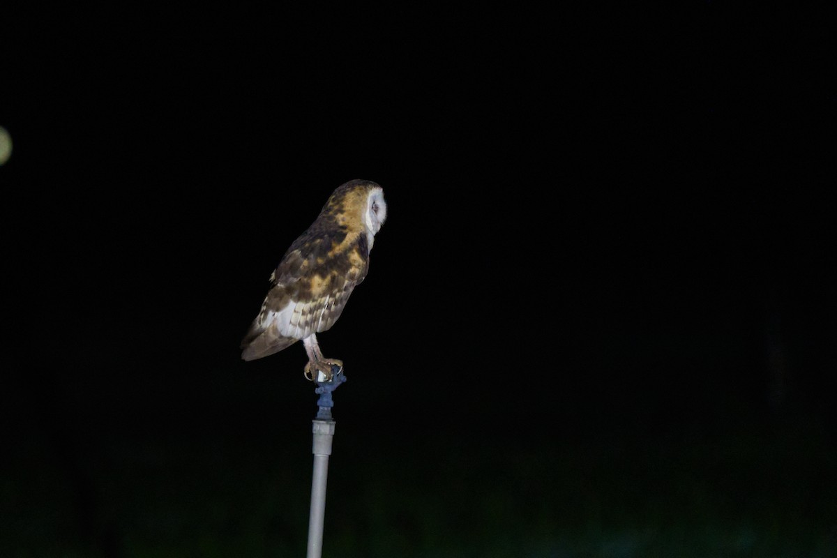 Australasian Grass-Owl - ML647015132