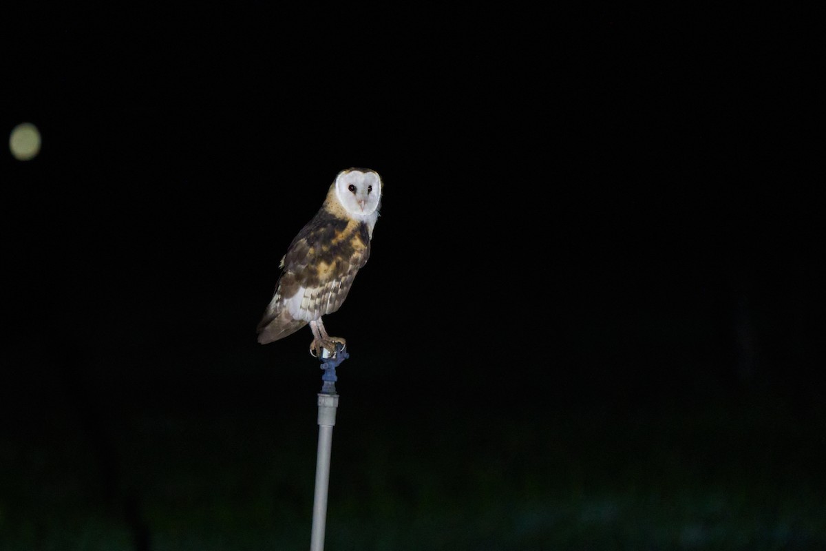 Australasian Grass-Owl - ML647015133