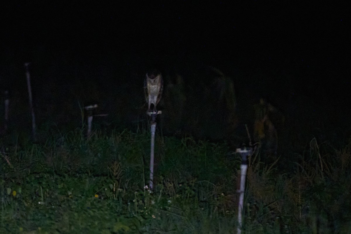 Australasian Grass-Owl - ML647015134