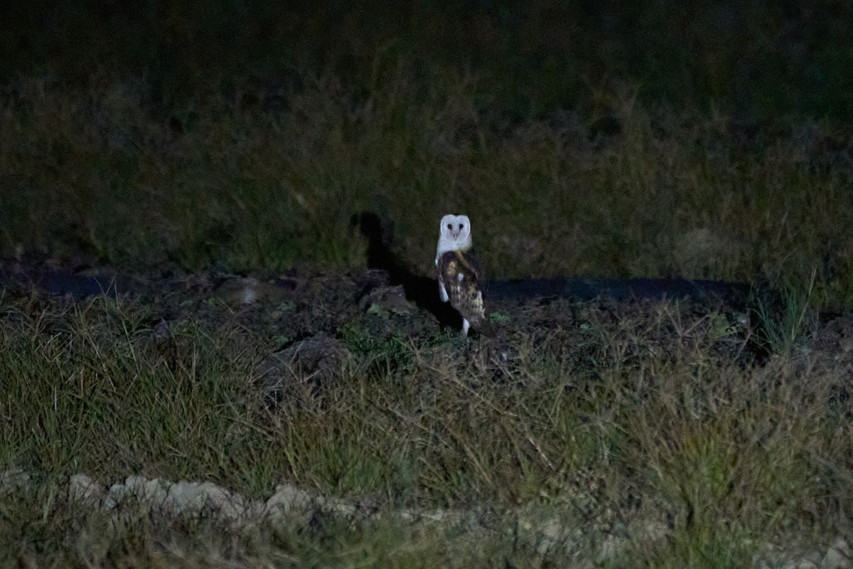 Australasian Grass-Owl - ML647015135