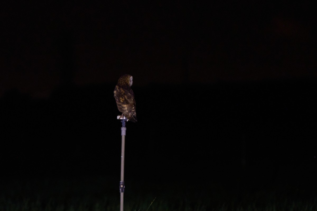 Australasian Grass-Owl - ML647015136