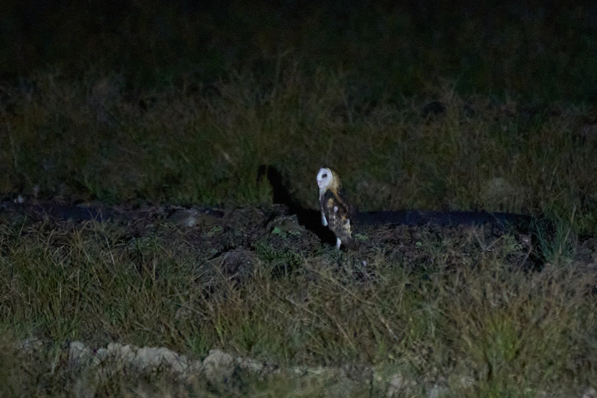 Australasian Grass-Owl - ML647015137