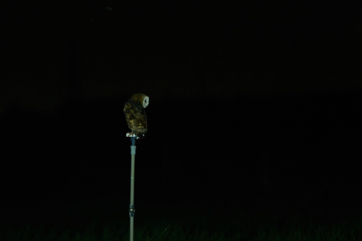 Australasian Grass-Owl - ML647015138