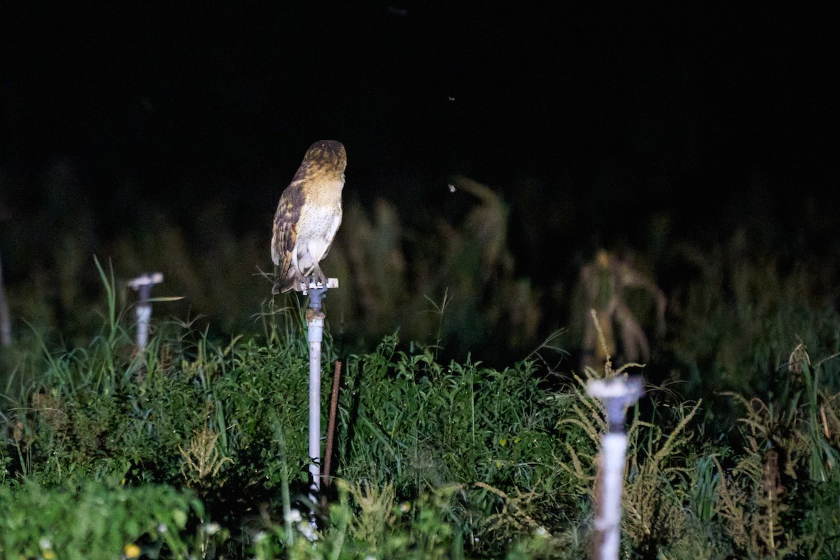 Australasian Grass-Owl - ML647015140