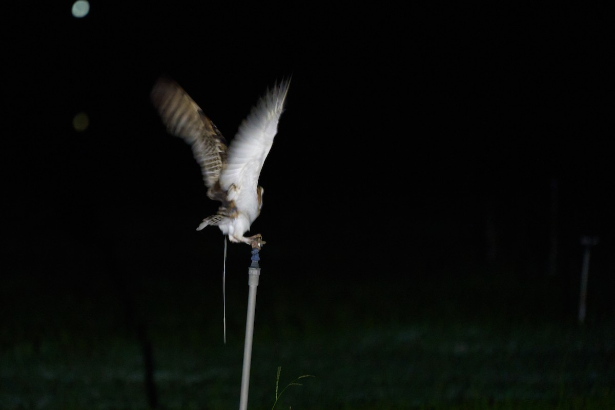 Australasian Grass-Owl - ML647015141