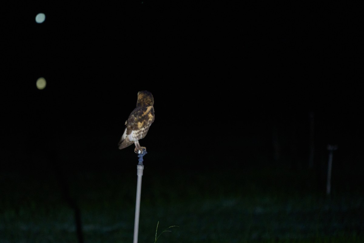 Australasian Grass-Owl - ML647015142