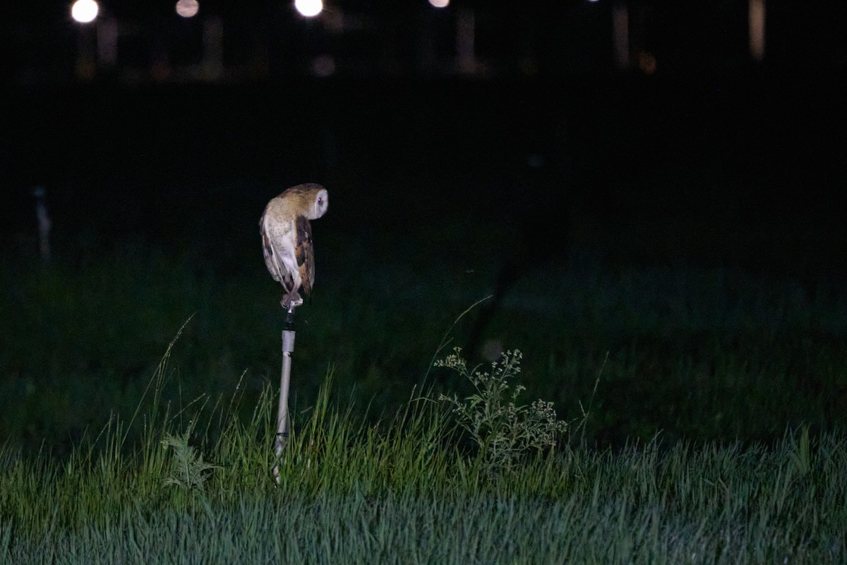 Australasian Grass-Owl - ML647015143