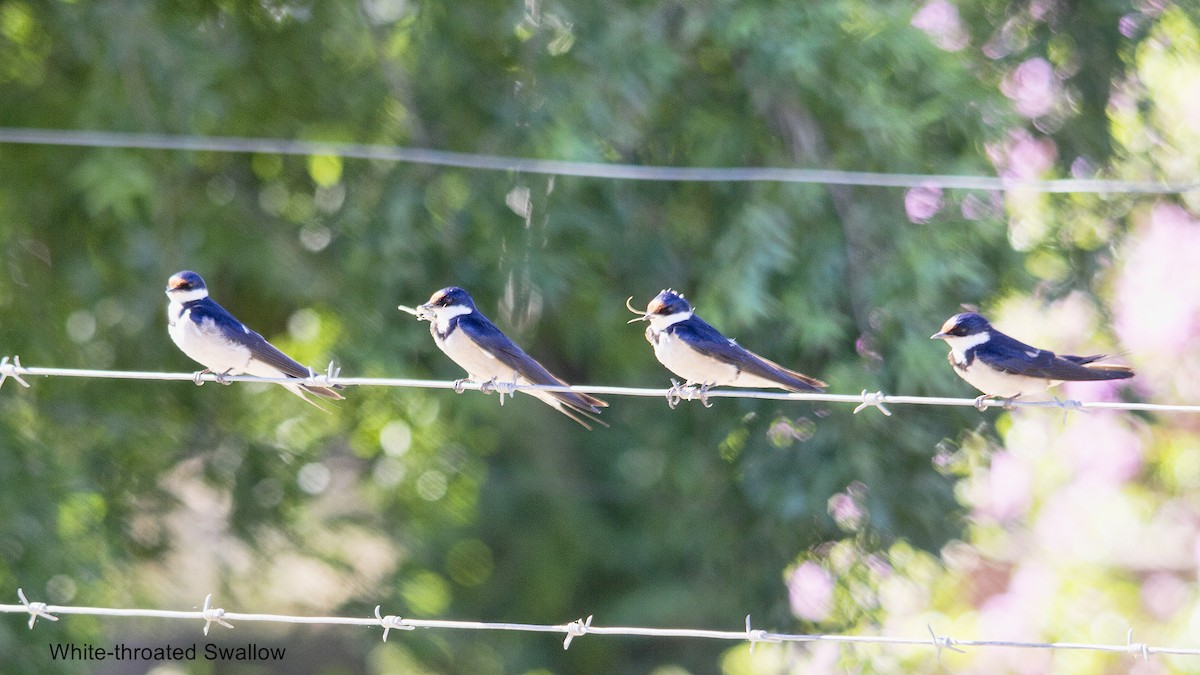 White-throated Swallow - ML647015144