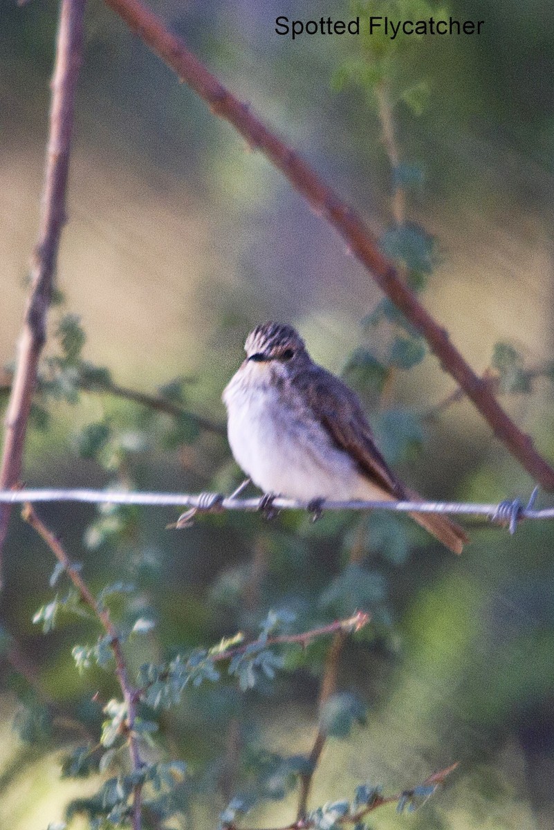 Spotted Flycatcher - ML647015152