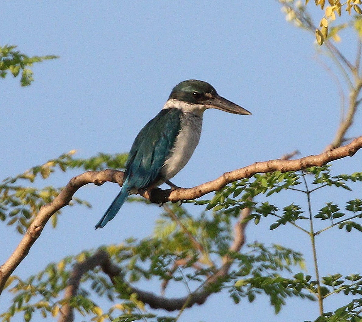 Collared Kingfisher - ML647015163