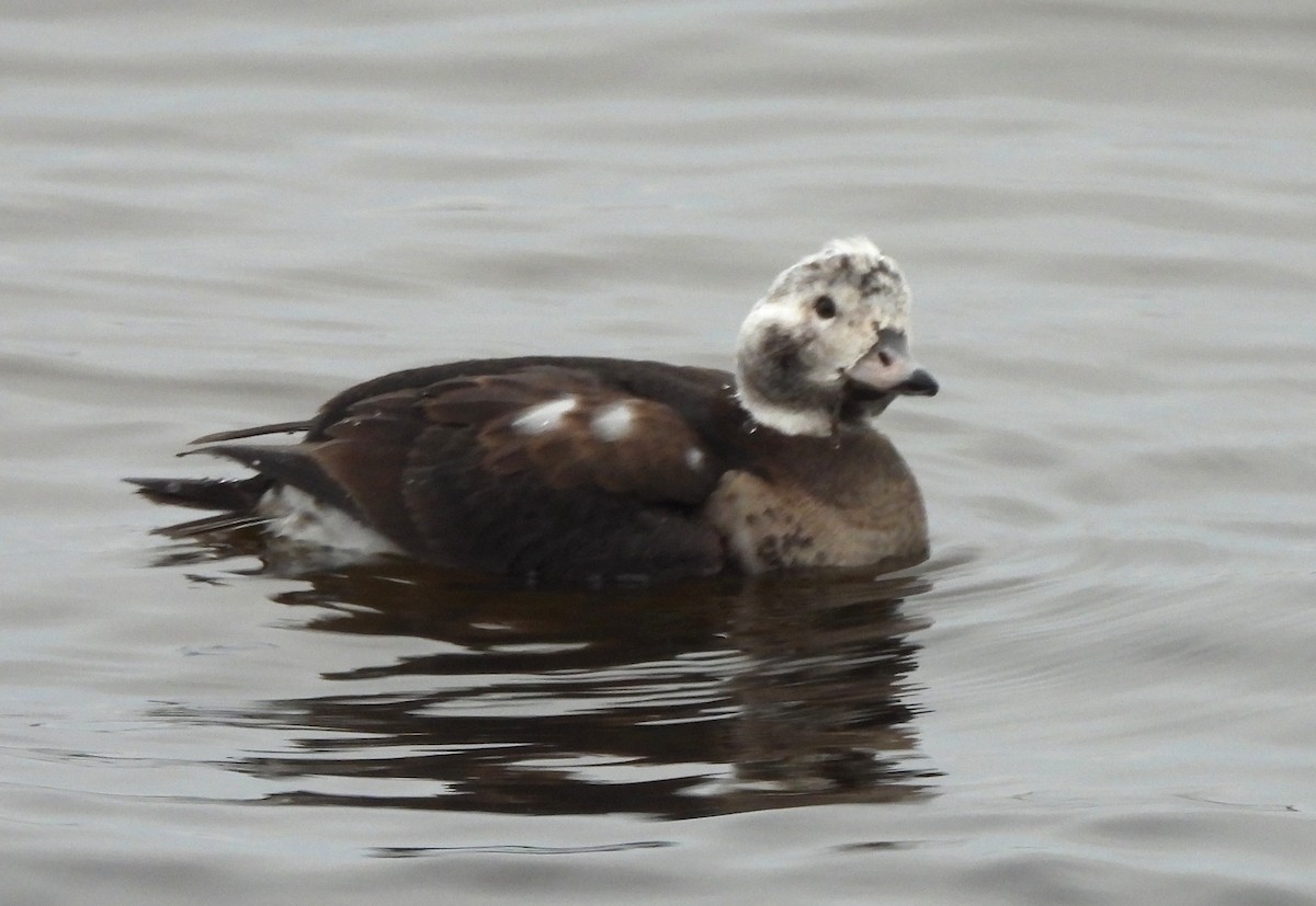 Long-tailed Duck - ML647015164