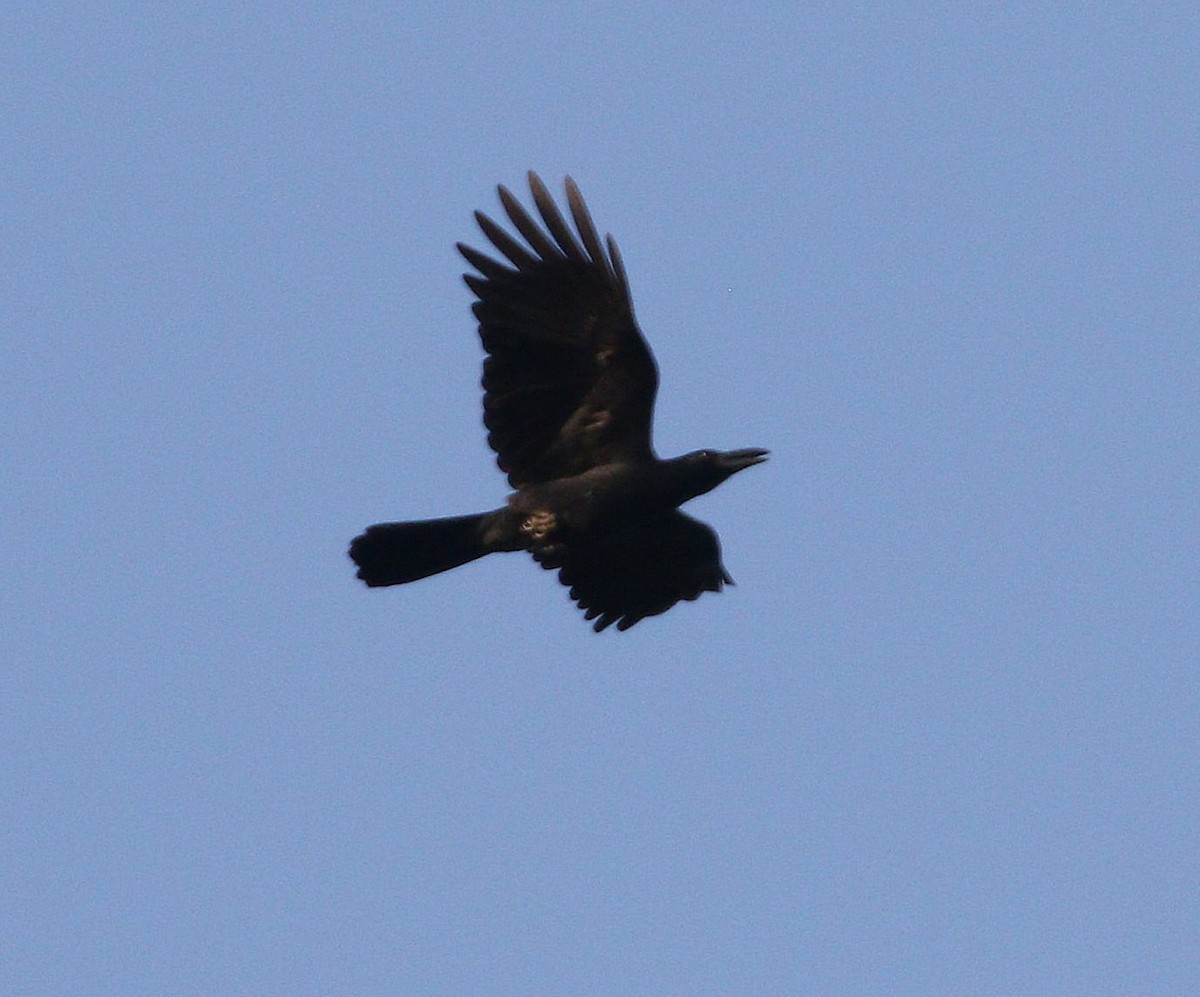 Philippine Jungle Crow - ML647015166