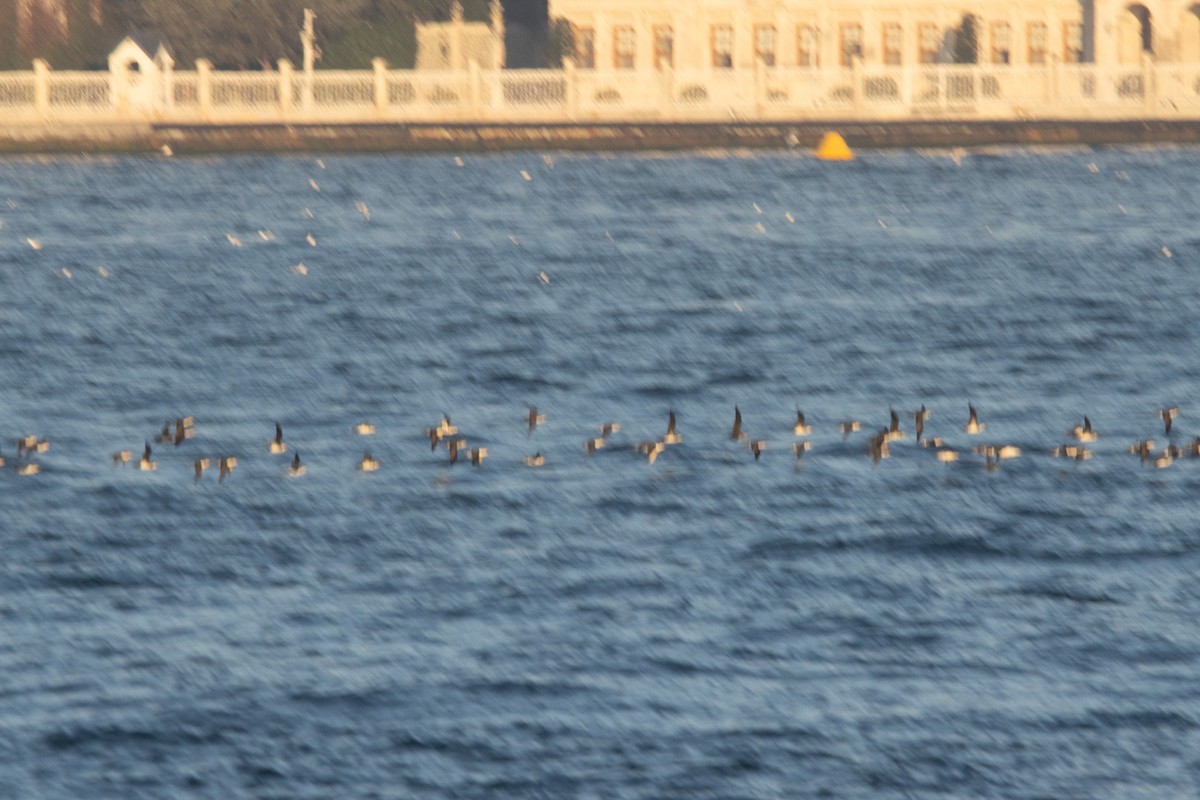 Yelkouan Shearwater - ML647015170