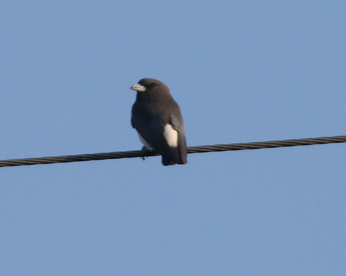 White-breasted Woodswallow - ML647015172