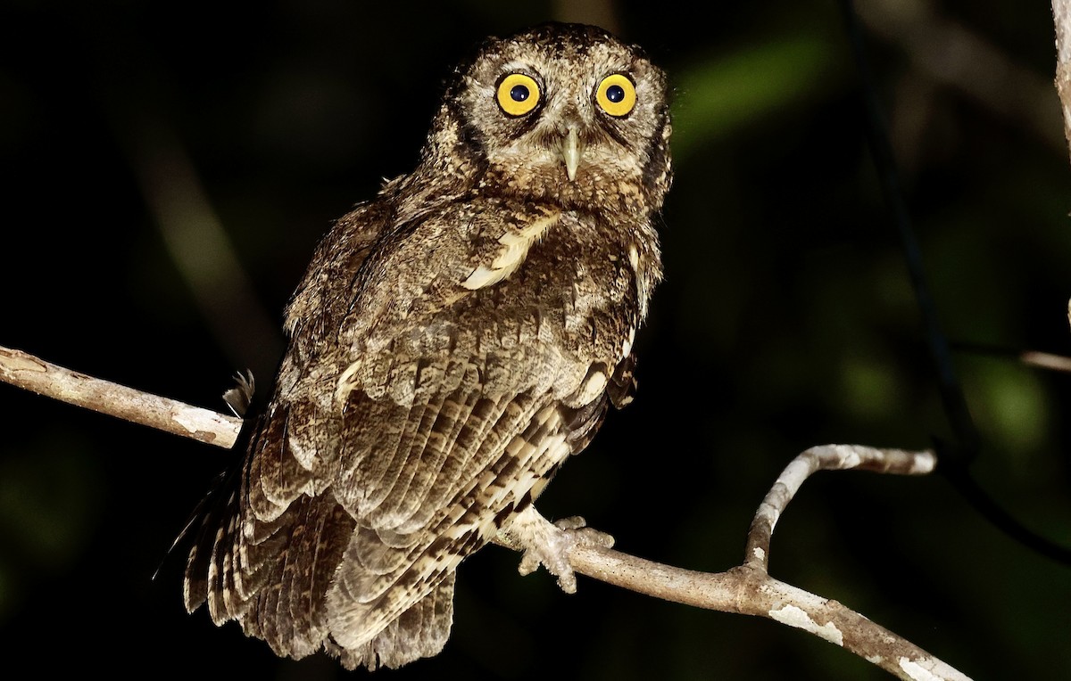 Black-capped Screech-Owl - ML647015175