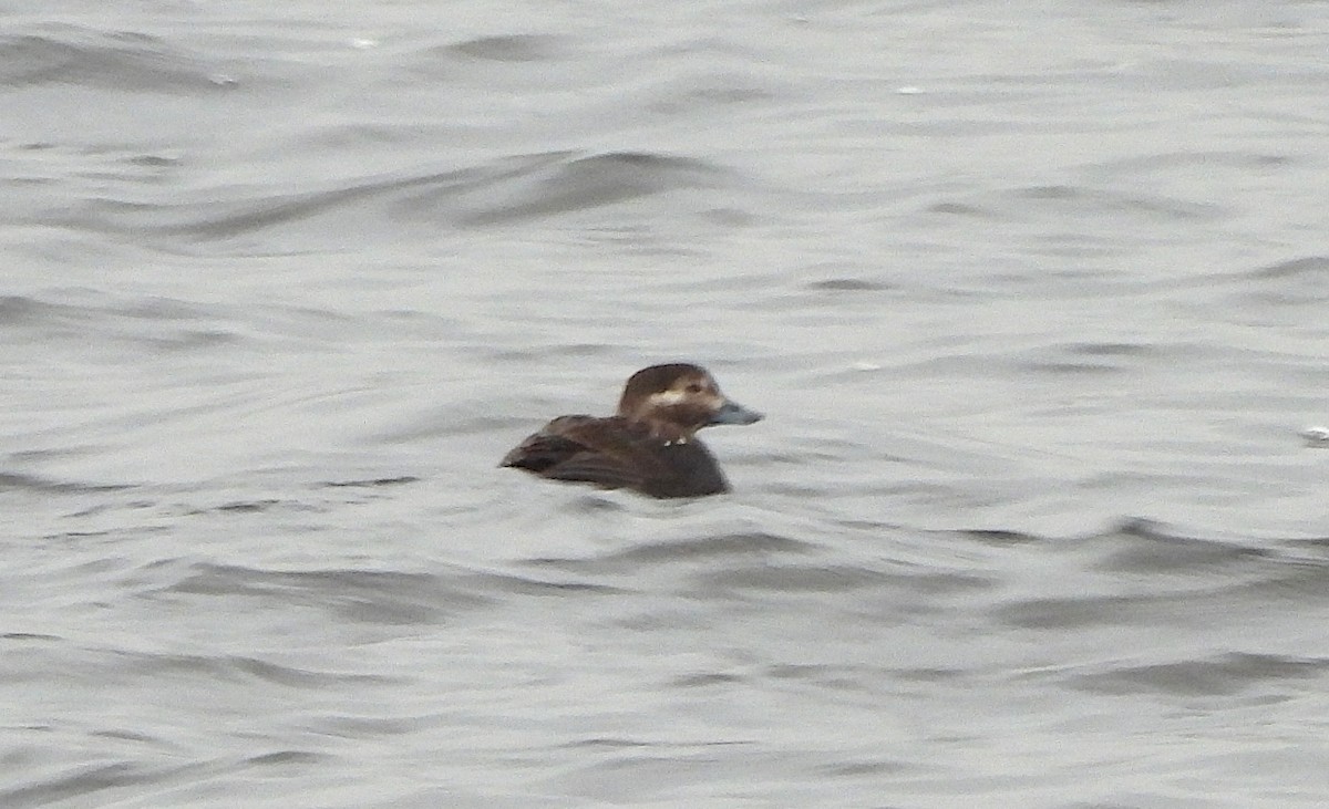 Long-tailed Duck - ML647015177
