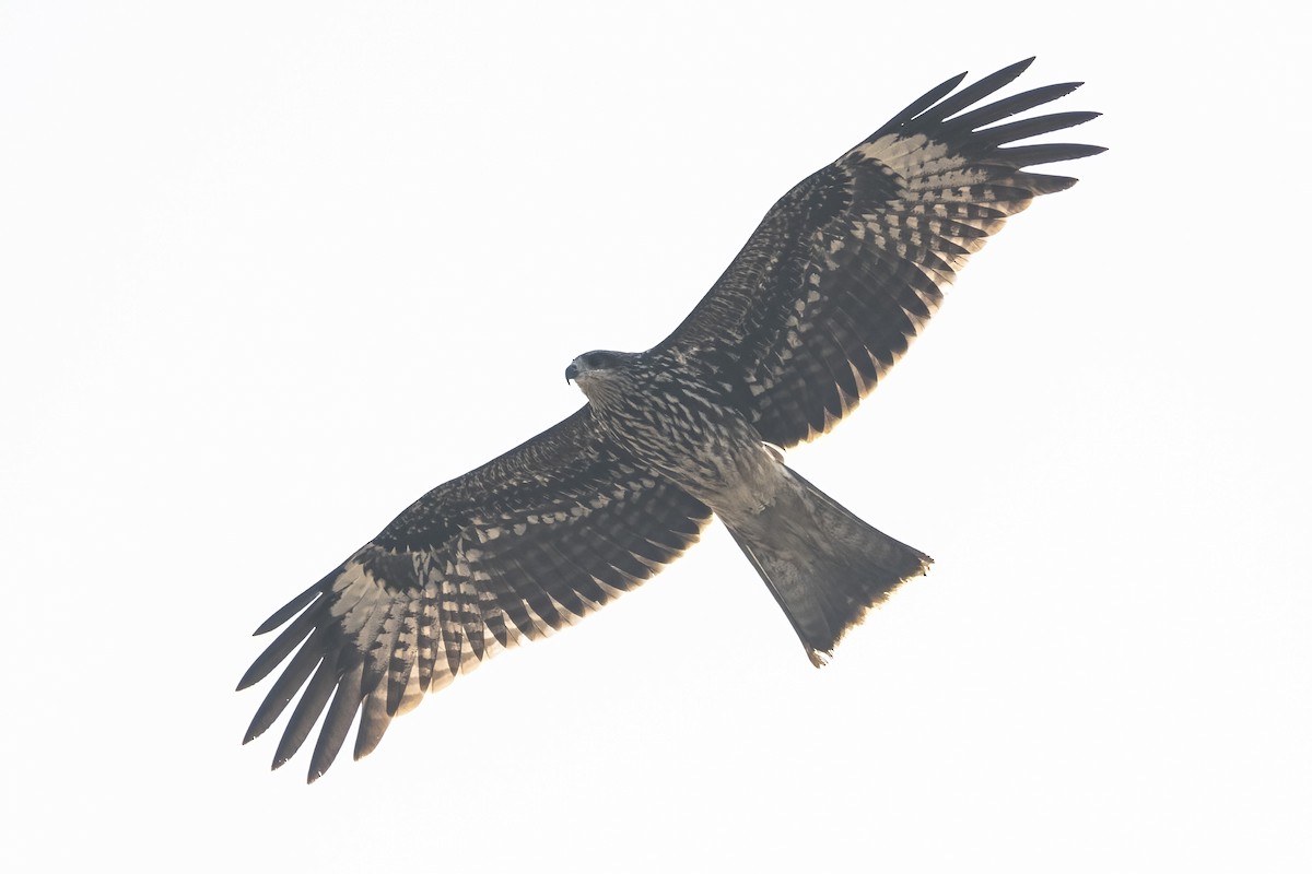 Black Kite (Black-eared) - ML647015197