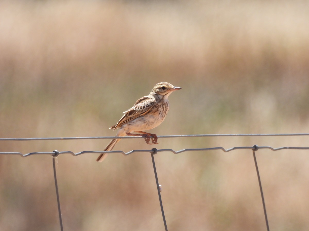 Australian Pipit - ML647015202