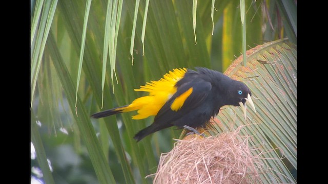 Cassique cul-jaune - ML647015206