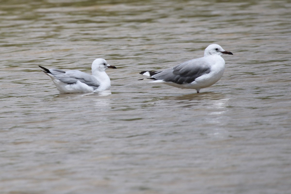 racek kapský - ML647015212