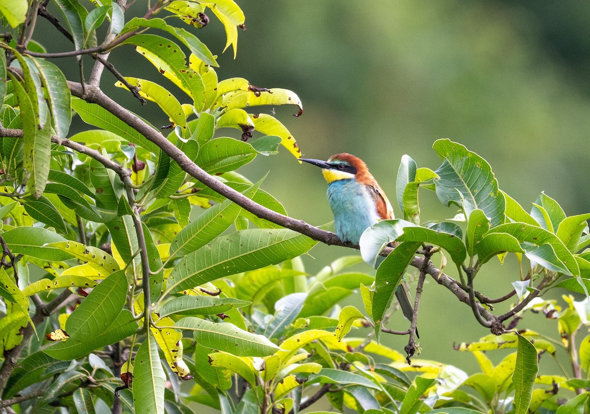 European Bee-eater - ML647015214