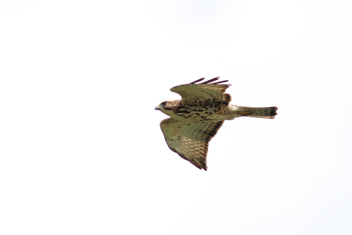 Broad-winged Hawk - ML647015221