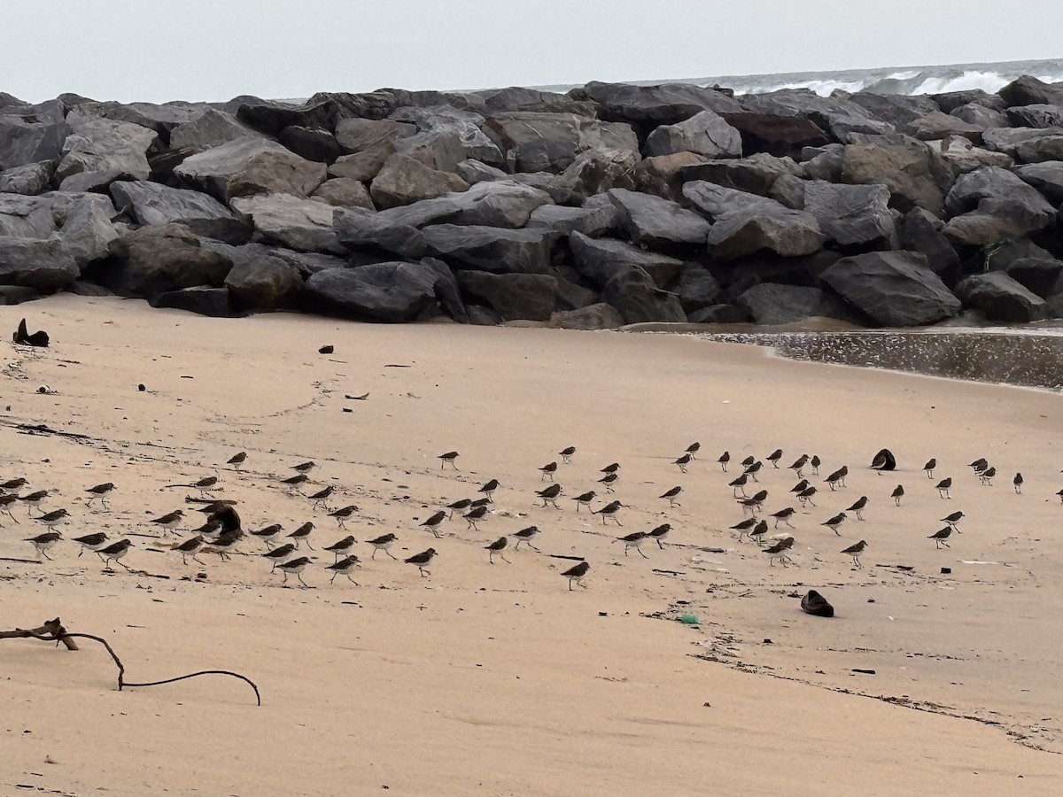 Tibetan Sand-Plover - ML647015222