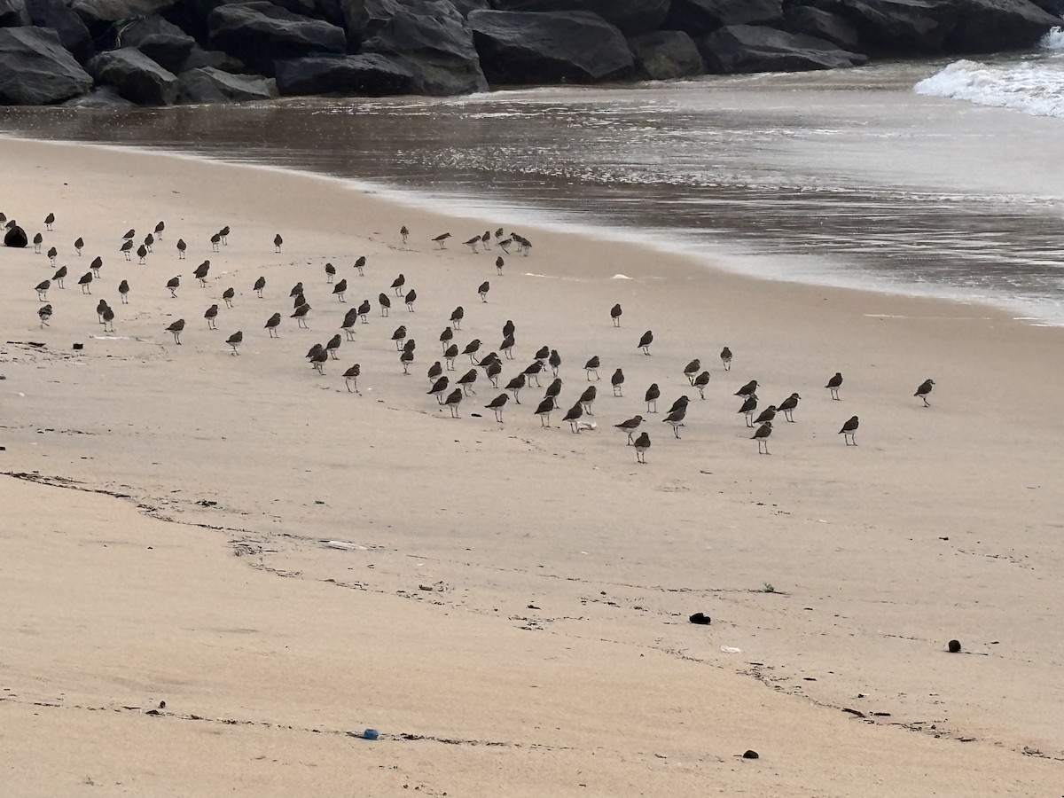 Tibetan Sand-Plover - ML647015223