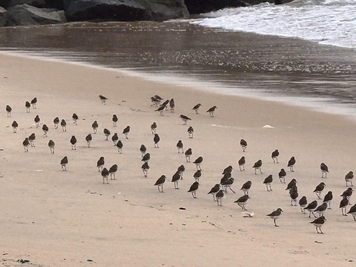 Tibetan Sand-Plover - ML647015224