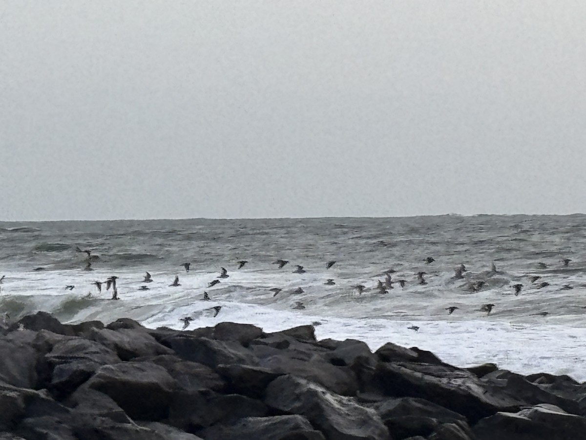 Tibetan Sand-Plover - ML647015225