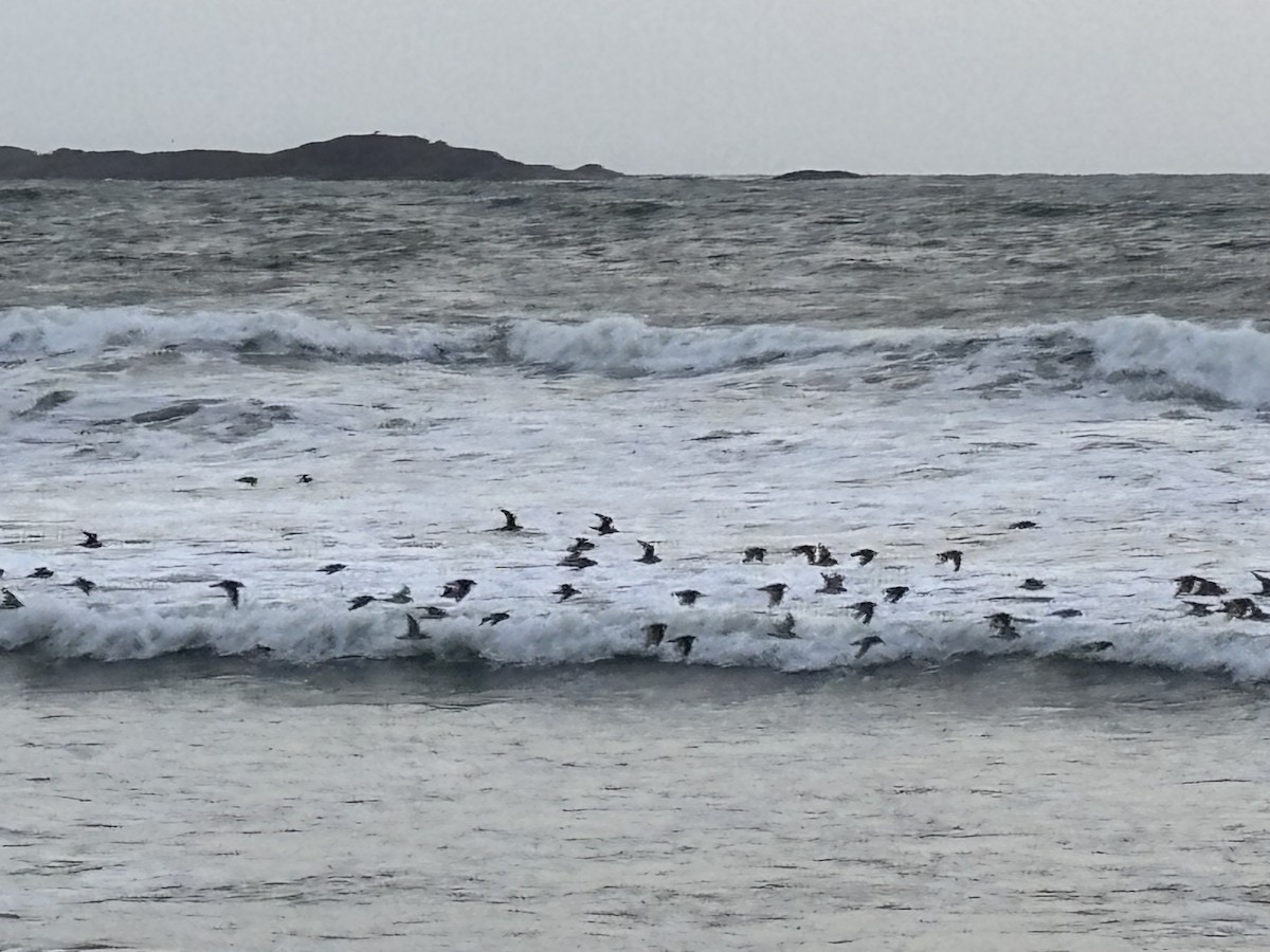 Tibetan Sand-Plover - ML647015226