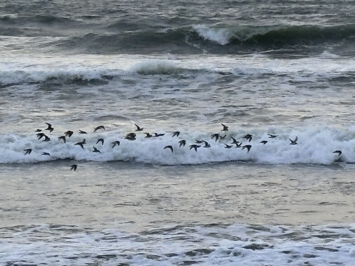 Tibetan Sand-Plover - ML647015227