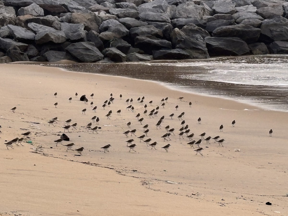 Tibetan Sand-Plover - ML647015228