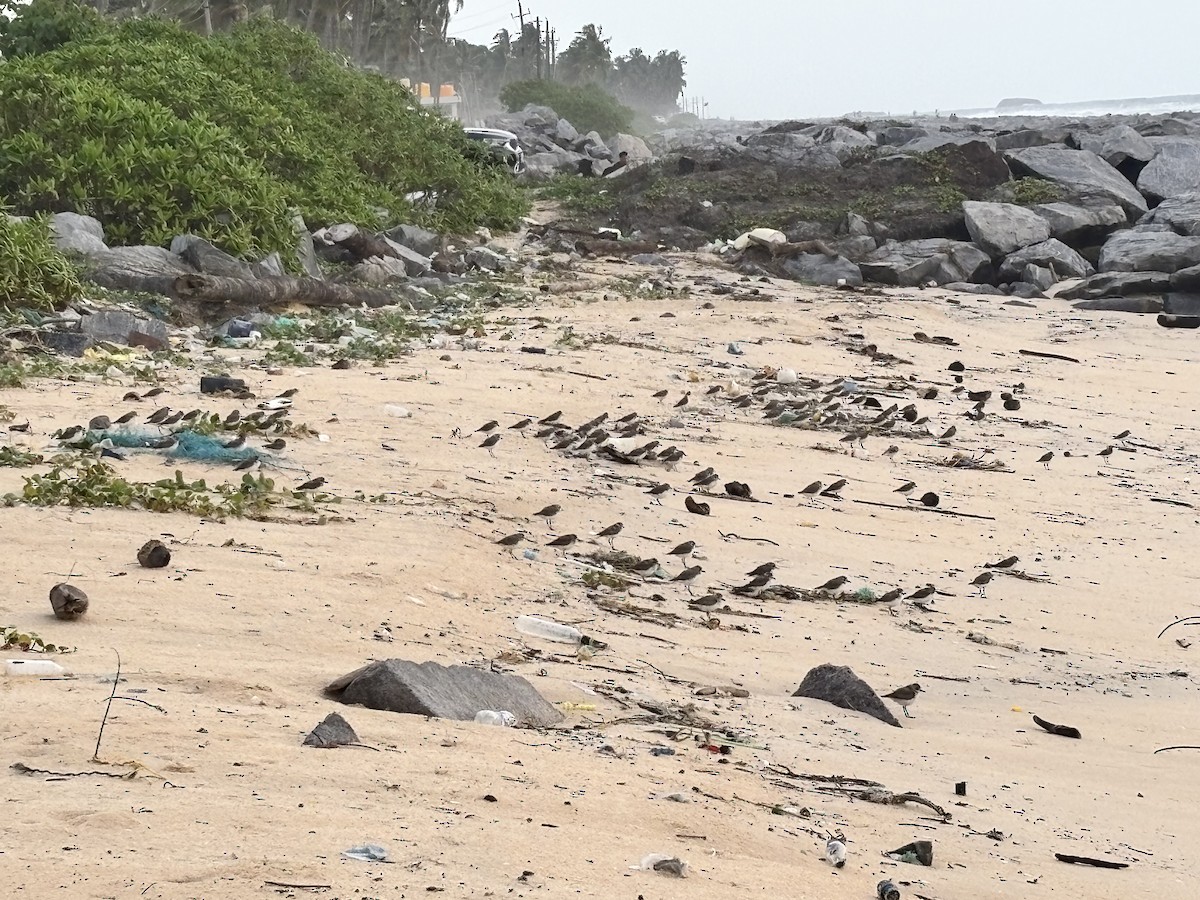 Tibetan Sand-Plover - ML647015229