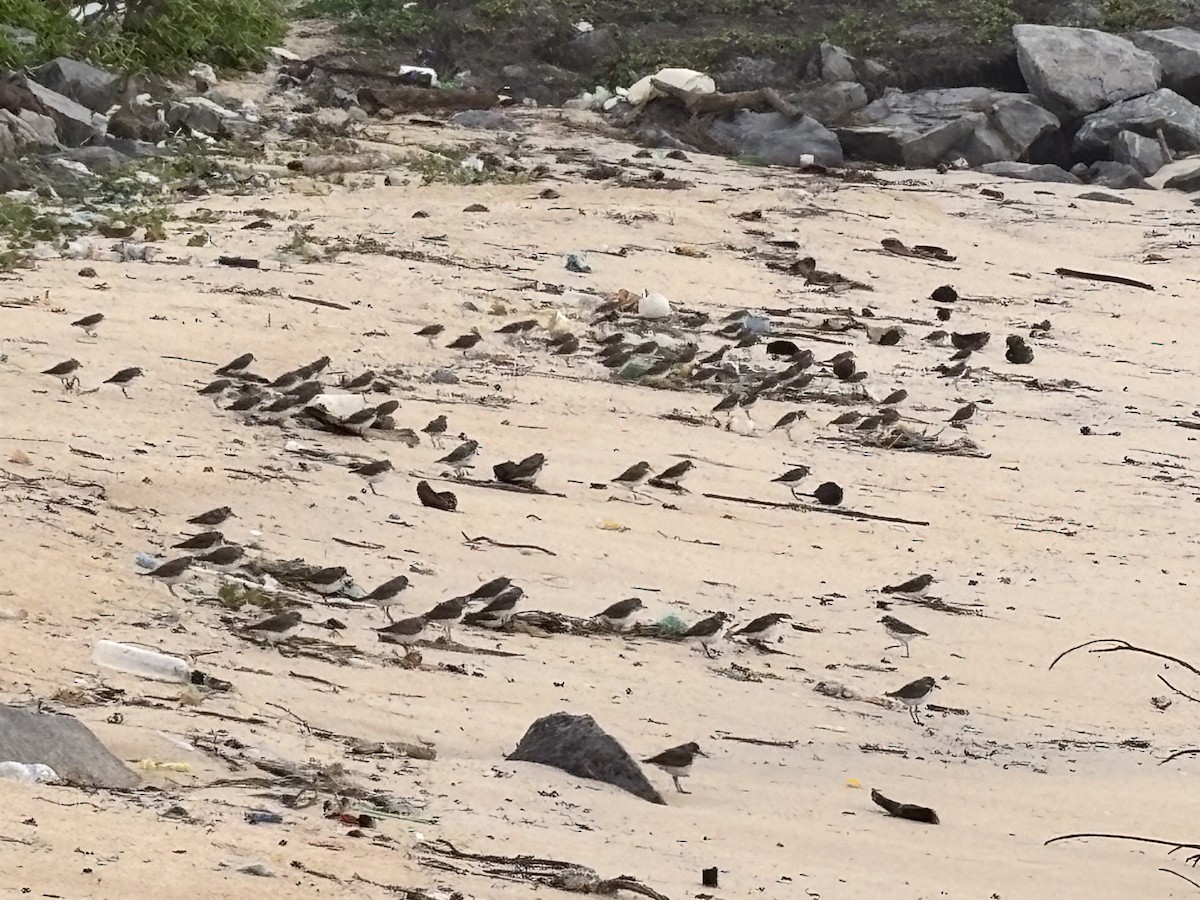 Tibetan Sand-Plover - ML647015230