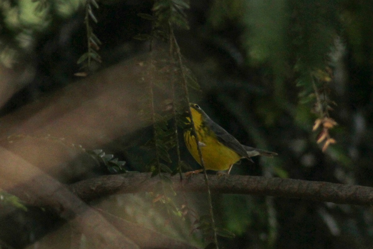 Paruline du Canada - ML647015233