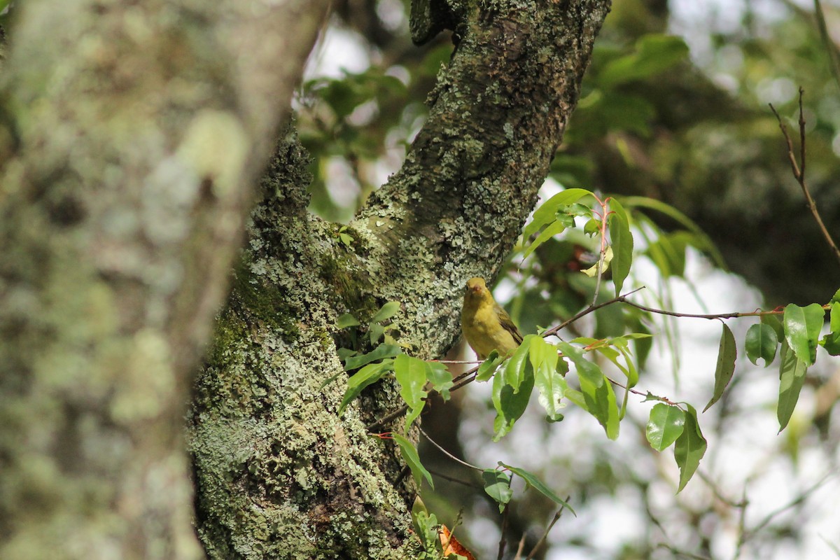 Scarlet Tanager - ML647015244