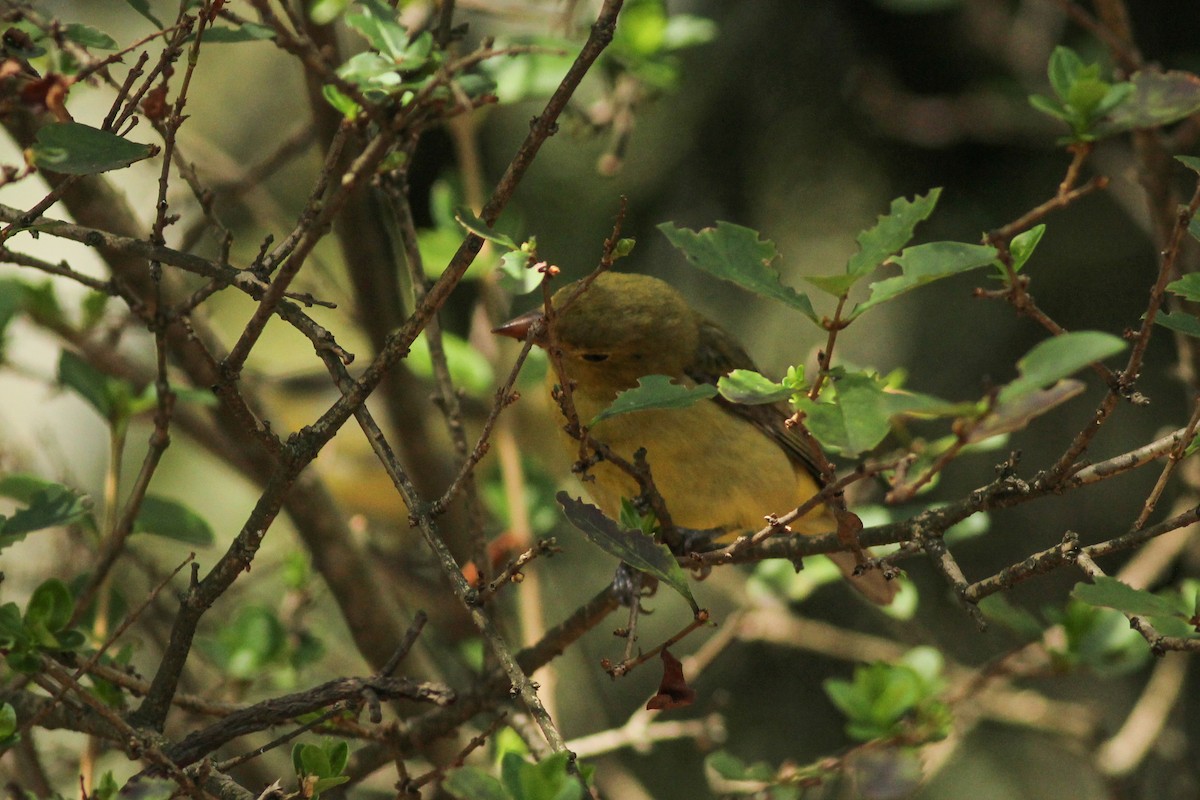 Scarlet Tanager - ML647015248